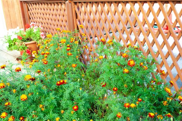 Decorative Lattice Mounting in Coeur D Alene