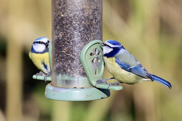 Bird Feeder Mounting Service in Coeur D Alene
