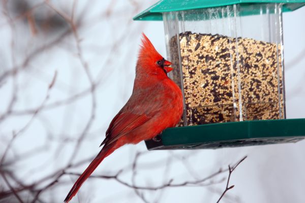 Bird Feeder Hanging in Coeur D Alene